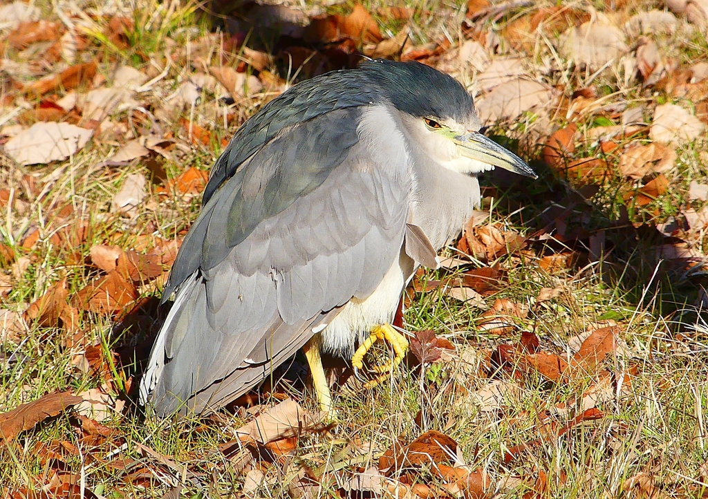 P1620338：ゴイサギ_R