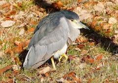 P1620338：ゴイサギ_R
