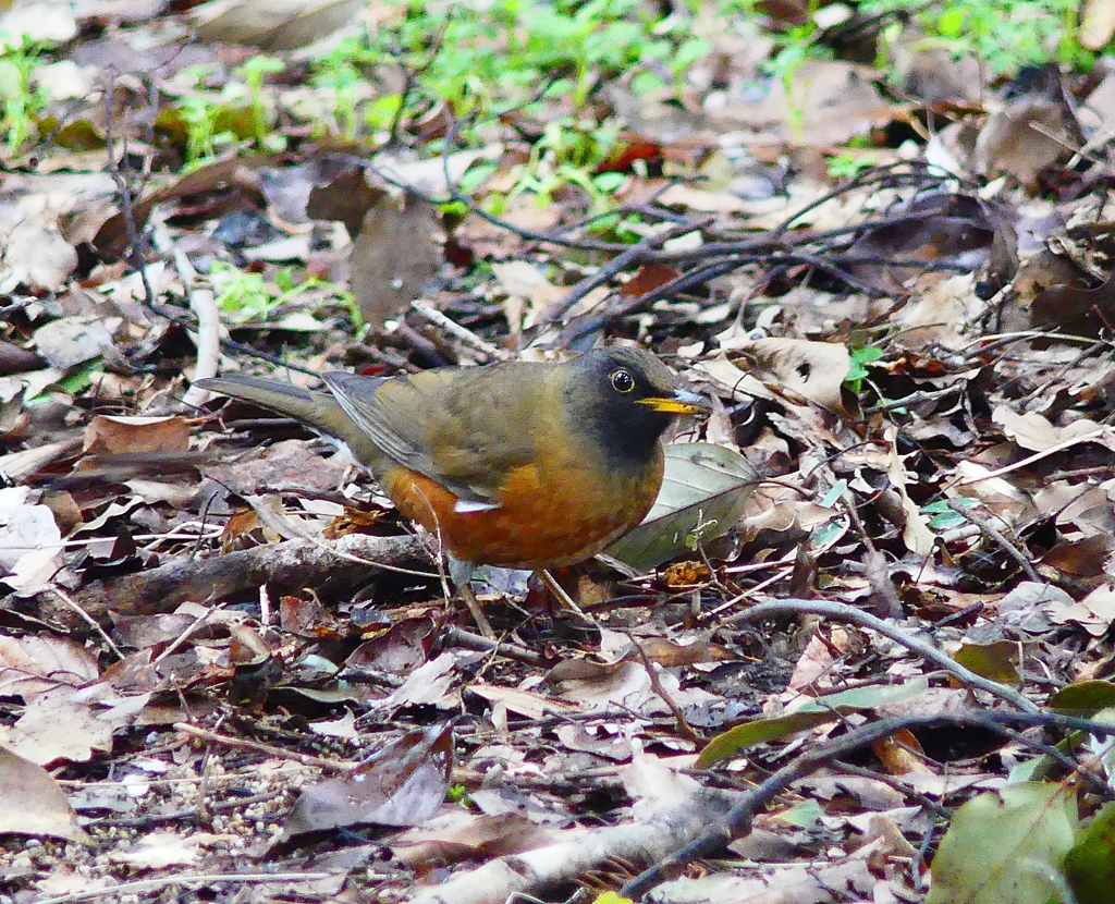 P3870537：オオアカハラ（オス）_R