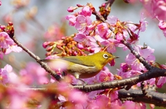 P3890839：河津桜にメジロ_R