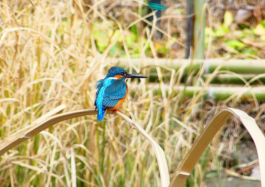 P1750782：カワセミ（オス）_R