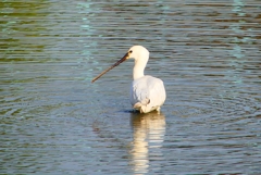 P4470373：ヘラサギ_R