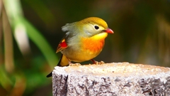 P1840242：ソウシチョウ-36_R