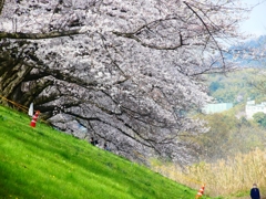 P4870393：背割堤の桜_R