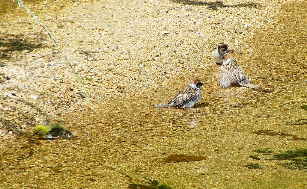 P1000282：スズメ、メジロ_R