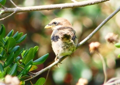 P1940665：モズ（幼鳥）_R