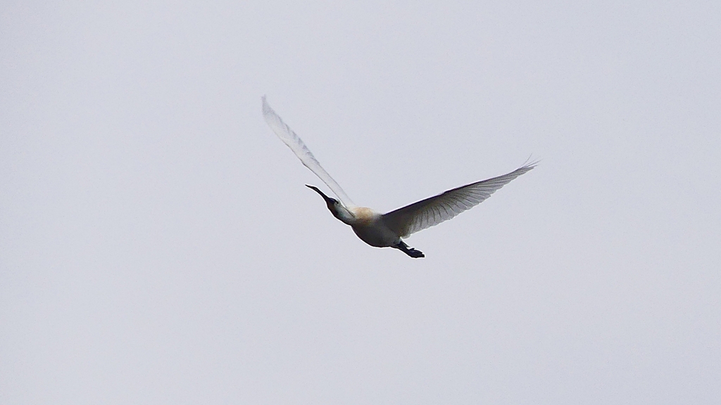 P1680241：飛ぶヘラサギ_R