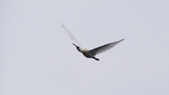 P1680241：飛ぶヘラサギ_R