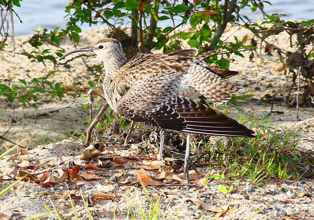 P4980284：チュウシャクシギ_R