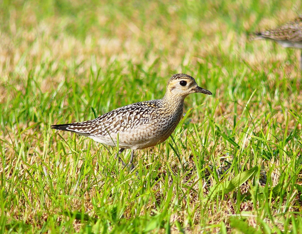 P4410781：ムナグロ_R