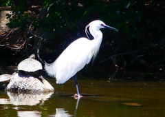 P2010361：コサギ_R