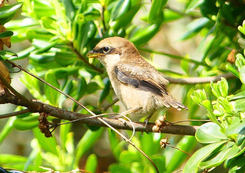 P1940601：モズ（幼鳥）_R