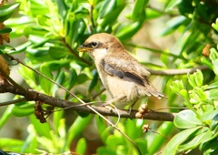 P1940601：モズ（幼鳥）_R