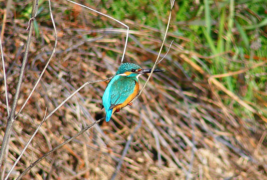 P4800410：カワセミ（オス）_R