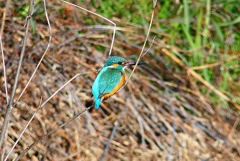 P4800410：カワセミ（オス）_R