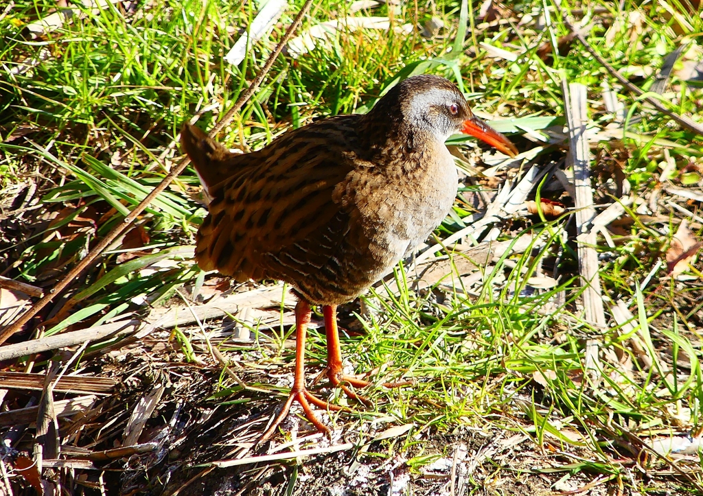 P1730002：クイナ_R