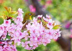 P1890699：河津桜にメジロ_R