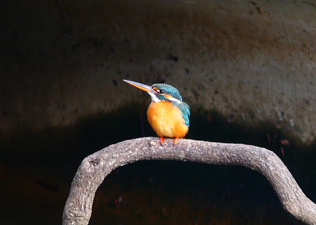 P4700467：カワセミ（メス）_R