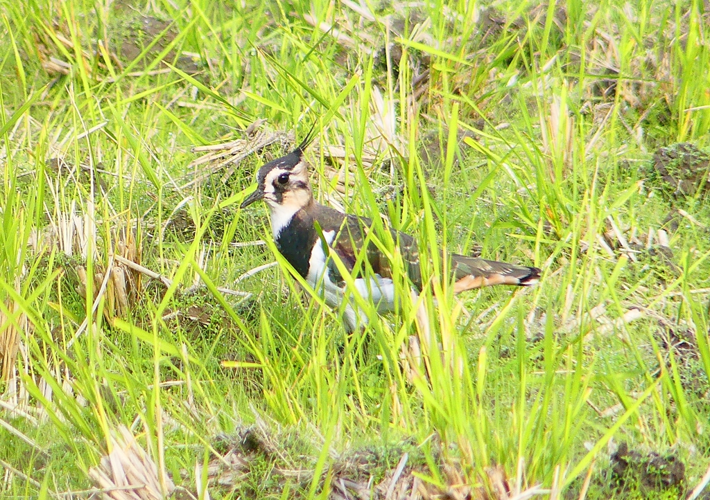 P1380659：タゲリ_R
