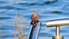 P4530262：イソヒヨドリ（オス）_R