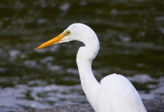 P4240054：ダイサギ_R