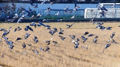P1630424：飛ぶカワラバト_R