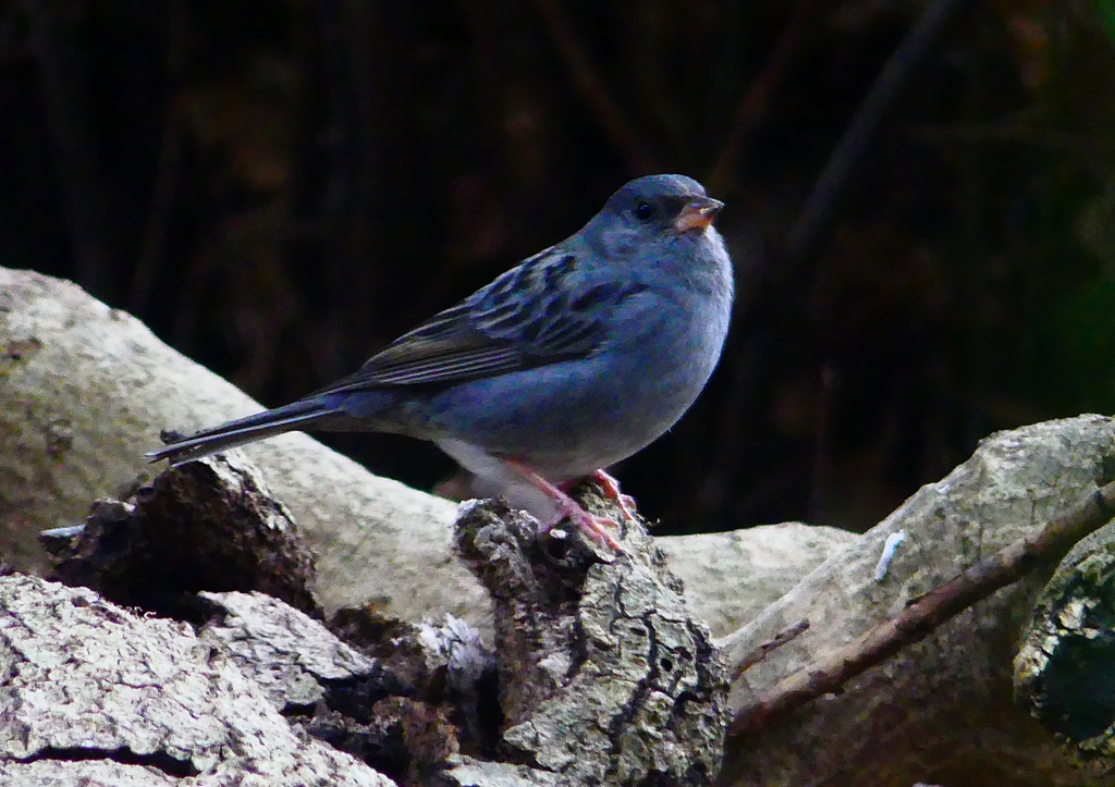 P1750622：クロジ_R
