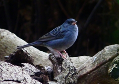 P1750622：クロジ_R