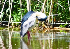 P2010843：ゴイサギ_R
