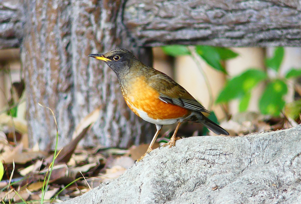 P4720030：オオアカハラ（オス）_R