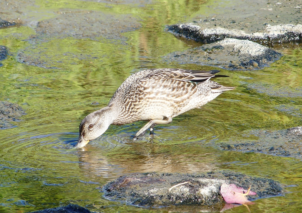 P1220366：コガモ_R