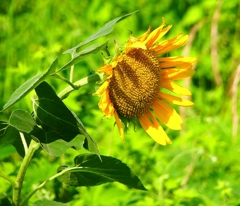 P1040664：ヒマワリ_R