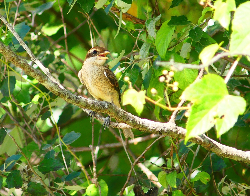 P4240073：モズ（若鳥）_R