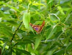 P4180296：コムラサキ_R