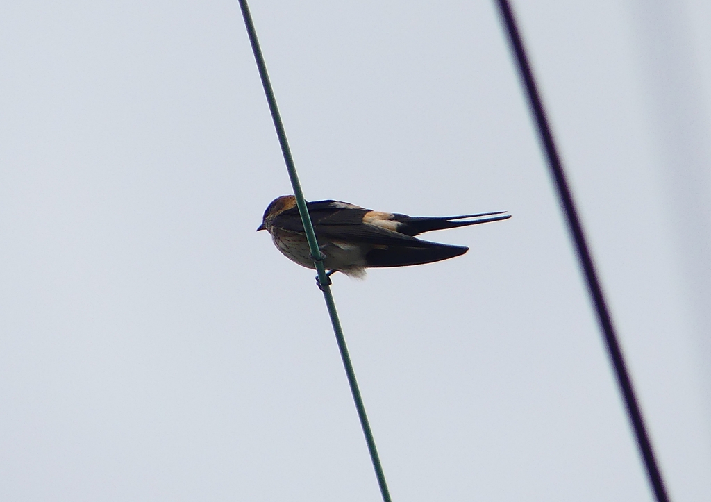 P1230758：コシアカツバメ_R