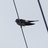 P1230758：コシアカツバメ_R