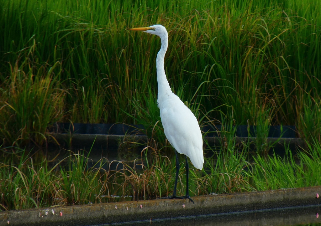 P1070180：ダイサギ_R