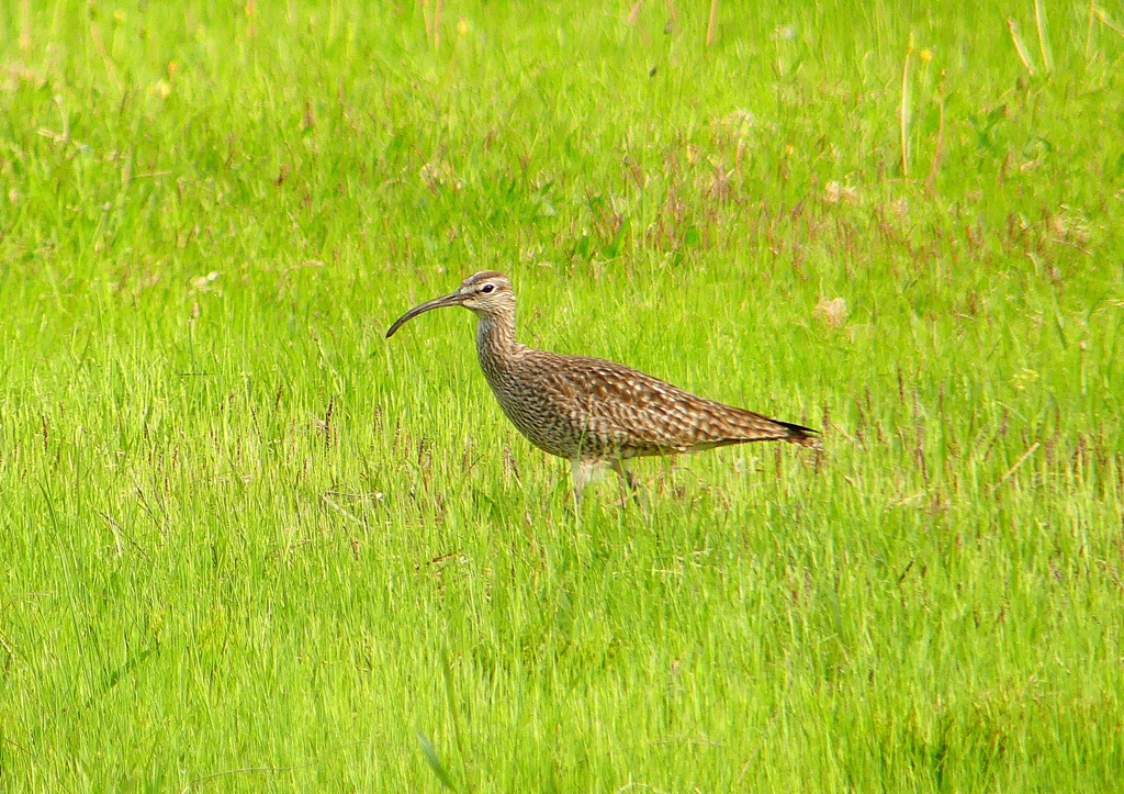 P1990696：チュウシャクシギ_R
