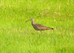 P1990696：チュウシャクシギ_R