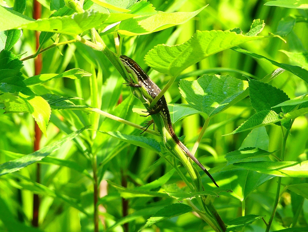 P1000222：ニホンカナヘビ_R