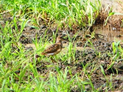 P1130187：タマシギ親子_R