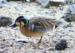 P1720753：トモエガモ_R