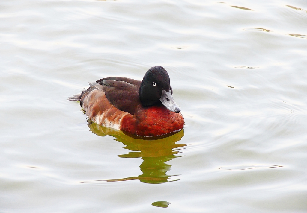 P3780217：アカハジロ_R