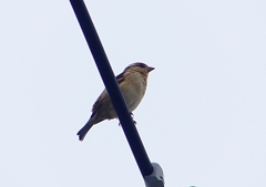 P1400252：ニュウナイスズメ_R