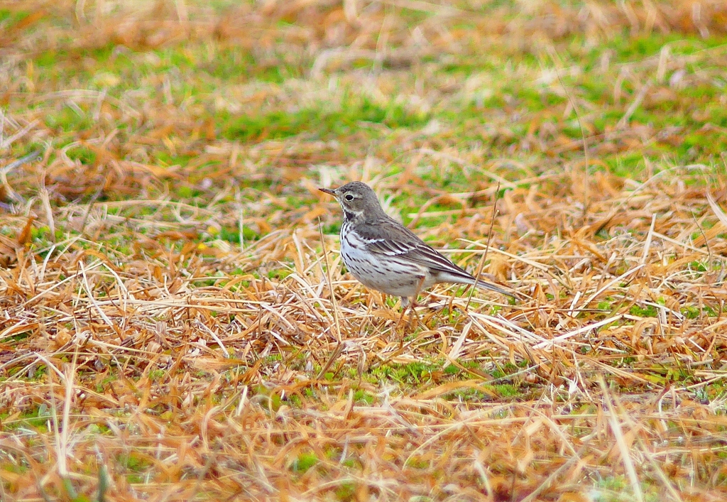 P3800417：タヒバリ_R