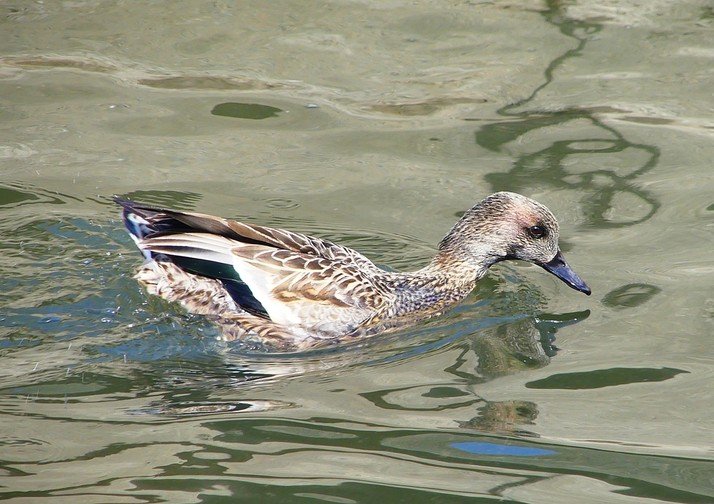 P1820364：ヨシガモ_R