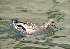 P1820364：ヨシガモ_R