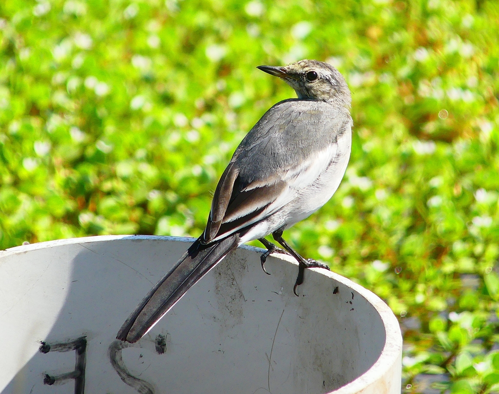 P4280183：ハクセキレイ（若鳥）_R