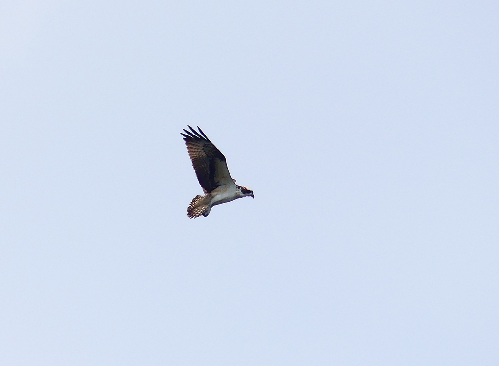 P4340798：飛ぶミサゴ_R