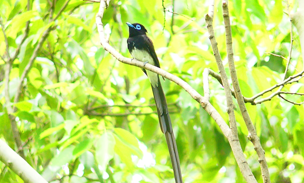 P4930765：サンコウチョウ_R